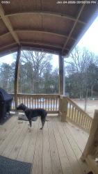 Lost Male Dog last seen Ridgewood Court, and Bair Road, Saint Matthews, SC 29135