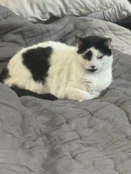 Reunited Male Cat last seen Hyer, thorton park, Orlando, FL 32805