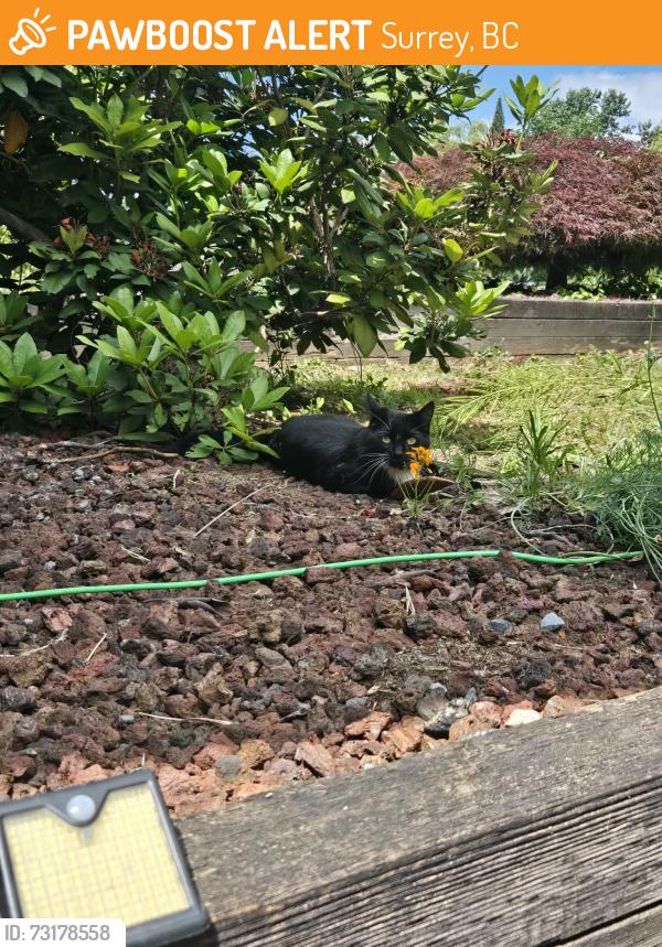 Found/Stray Male Cat last seen Grovsner road / Currie drive, Surrey, BC 