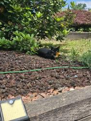 Found/Stray Male Cat last seen Grovsner road / Currie drive, Surrey, BC 
