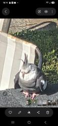 Found/Stray Unknown Bird last seen Rifle Ford road and darnestown rd, Gaithersburg, MD 20878