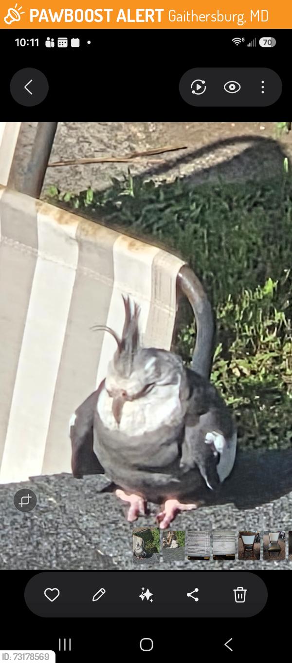 Found/Stray Unknown Bird last seen Rifle Ford road and darnestown rd, Gaithersburg, MD 20878