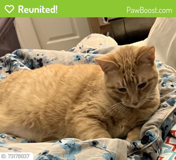 Reunited Male Cat last seen Broadway and Nassau, Englewood, CO 80113