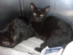 Shelter Stray Female Cat last seen , 14409 Vanowen St, Van Nuys, CA 91405, USA