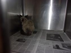 Shelter Stray Female Cat last seen , 14409 Vanowen St, Van Nuys, CA 91405, USA