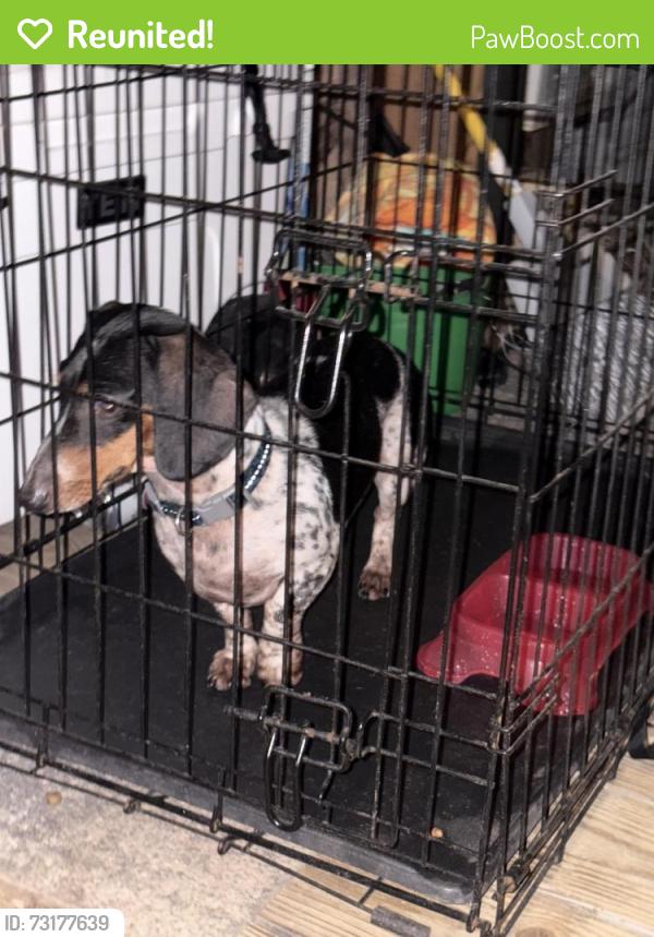 Reunited Male Dog last seen neighborhood street, Cypress, TX 77433