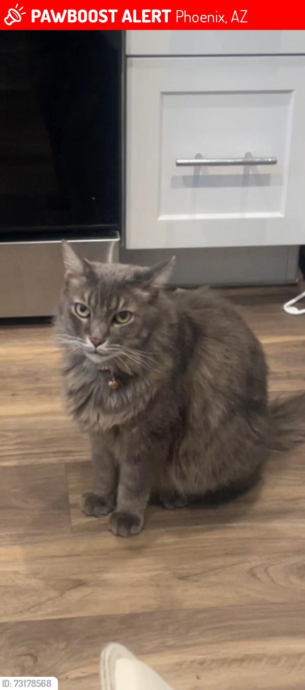 Lost Male Cat last seen Village camelback, Phoenix, AZ 85353