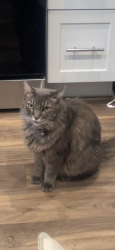 Lost Male Cat last seen Village camelback, Phoenix, AZ 85353