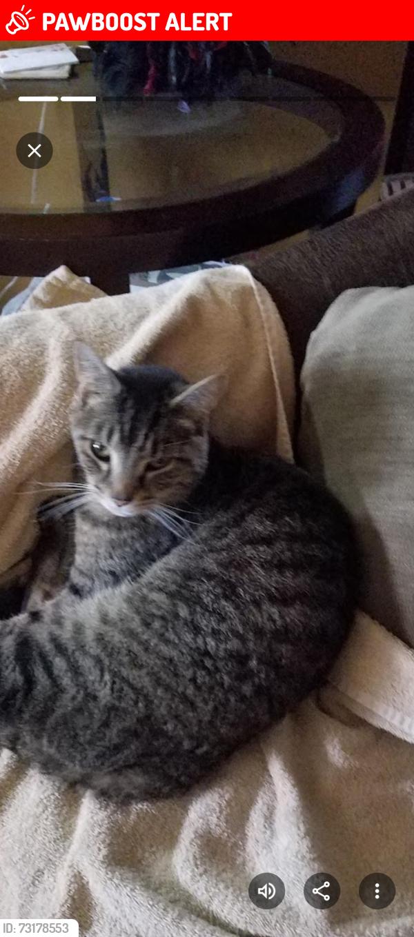 Lost Male Cat last seen Easton St and Northlawn, Nimishillen Township, OH 44641
