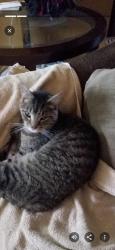 Lost Male Cat last seen Easton St and Northlawn, Nimishillen Township, OH 44641