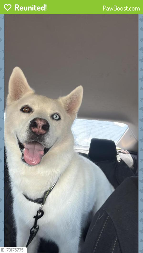 Reunited Male Dog last seen East bay rd and symmes, Gibsonton, FL 33534
