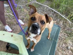 Shelter Stray Male Dog last seen CHARLOTTE, 8315 Byrum Dr, Charlotte, NC 28217, USA