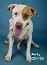 Shelter Stray Female Dog last seen Near BLOCK KERN RIVER CANYON RD, BODFISH CA 93205, 3951 Fruitvale Ave, Bakersfield, CA 93308, USA