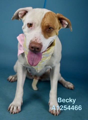 Shelter Stray Female Dog last seen Near BLOCK KERN RIVER CANYON RD, BODFISH CA 93205, 3951 Fruitvale Ave, Bakersfield, CA 93308, USA