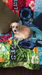 Reunited Male Dog last seen Near woodys Ln Richmond VA, Richmond, VA 23234