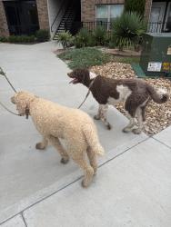 Found/Stray Unknown Dog last seen Spanish Needle Trail and US 287 Frontage Rd, Fort Worth, TX 76177