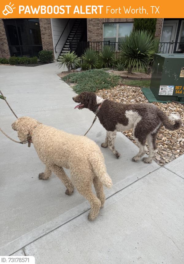 Found/Stray Unknown Dog last seen Spanish Needle Trail and US 287 Frontage Rd, Fort Worth, TX 76177