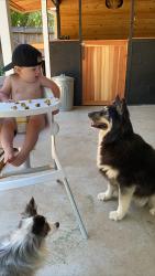 Reunited Female Dog last seen Watt and hurley, Sacramento, CA 95864