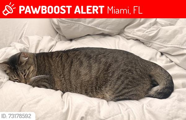 Lost Female Cat last seen Sw 88 st, Miami, FL 33183