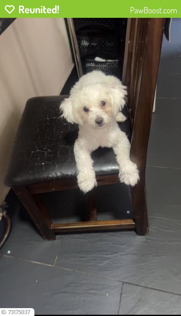 Reunited Female Dog last seen B676dx, West Midlands, England B67 6DX