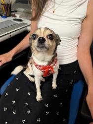 Reunited Female Dog last seen E. 55th and White Ave, was in the street in front of Cleveland Victory Church, Cleveland, OH 44103