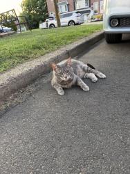 Found/Stray Unknown Cat last seen Newberry and Legion St, Philadelphia, PA 19154