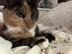 Reunited Female Cat last seen Fraser & Westwood, Montréal, QC H8Z 2S5