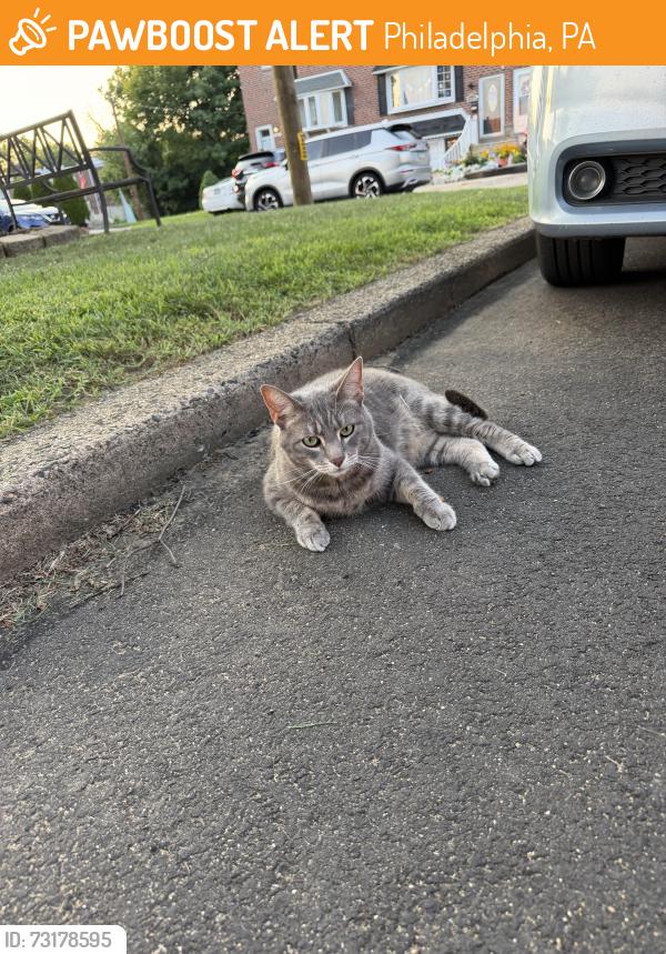 Found/Stray Unknown Cat last seen Newberry and Legion St, Philadelphia, PA 19154