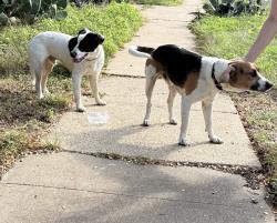 Reunited Unknown Dog last seen Woodland Ibis, Austin, TX 78750