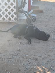 Found/Stray Male Dog last seen Caughlin, Phelan, CA 92371