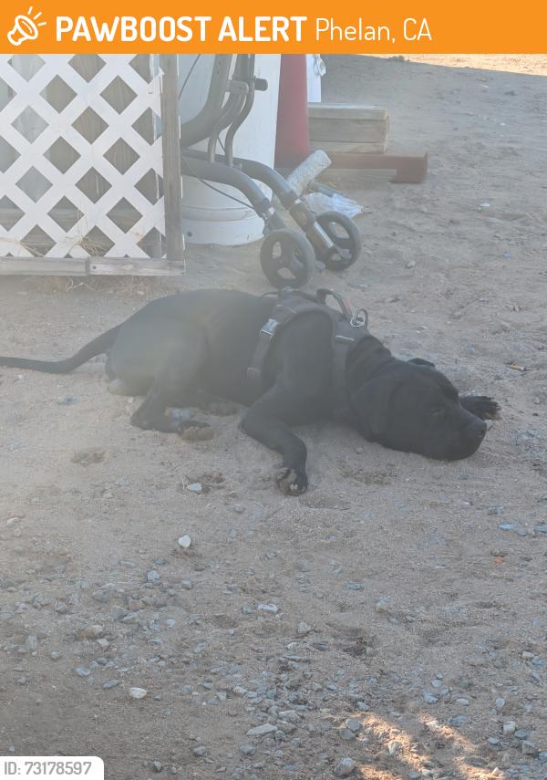 Found/Stray Male Dog last seen Caughlin, Phelan, CA 92371