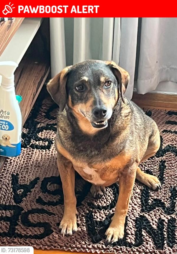 Lost Female Dog last seen Perto do parque jequitiba, Jardim Arpoador, SP 05577-300