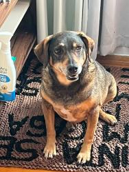 Lost Female Dog last seen Perto do parque jequitiba, Jardim Arpoador, SP 05577-300