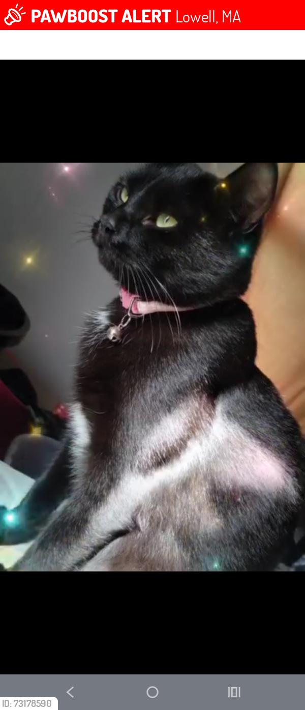 Lost Female Cat last seen Branch st, manahan st in Lowell MA, Lowell, MA 01851