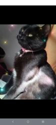 Lost Female Cat last seen Branch st, manahan st in Lowell MA, Lowell, MA 01851