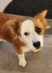 Found/Stray Female Dog last seen Park in Hughson, CA, Hughson, CA 95326