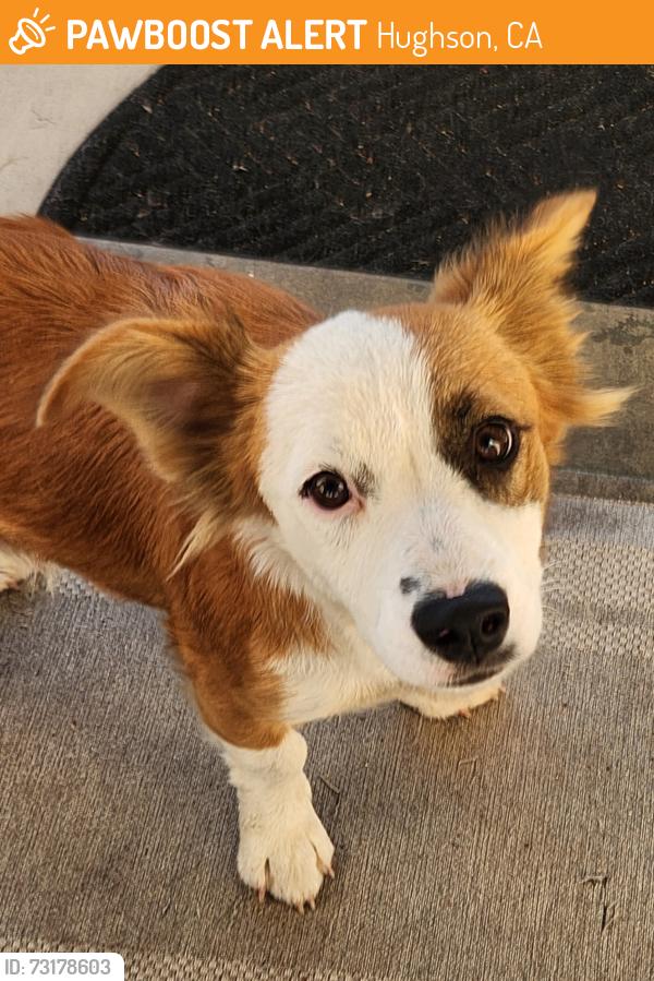 Found/Stray Female Dog last seen Park in Hughson, CA, Hughson, CA 95326
