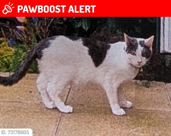 Lost Male Cat last seen Nutbrown grove, Howden, England DN14 7ZS