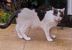 Lost Male Cat last seen Nutbrown grove, Howden, England DN14 7ZS