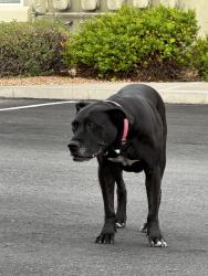 Found/Stray Female Dog last seen Santa Monica and San Pedro, Albuquerque, NM 87109