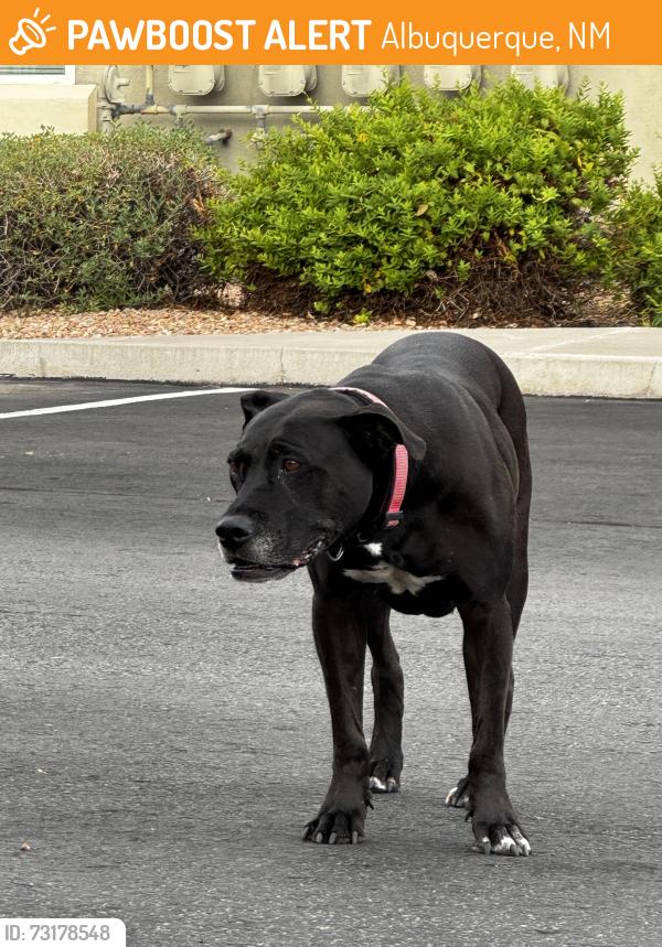 Found/Stray Female Dog last seen Santa Monica and San Pedro, Albuquerque, NM 87109