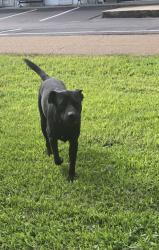 Found/Stray Male Dog last seen Brunswick and Chaffee, Arlington, TN 38002