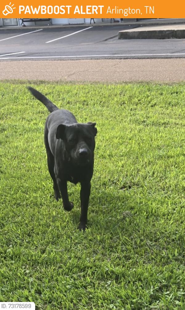 Found/Stray Male Dog last seen Brunswick and Chaffee, Arlington, TN 38002