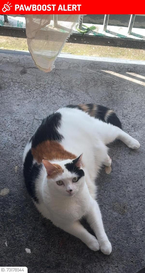 Lost Male Cat last seen Near washington road sheffield s11 8dq, Sharrow, England S11 8DQ