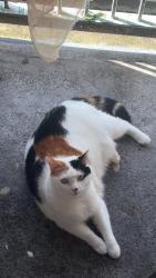 Lost Male Cat last seen Near washington road sheffield s11 8dq, Sharrow, England S11 8DQ