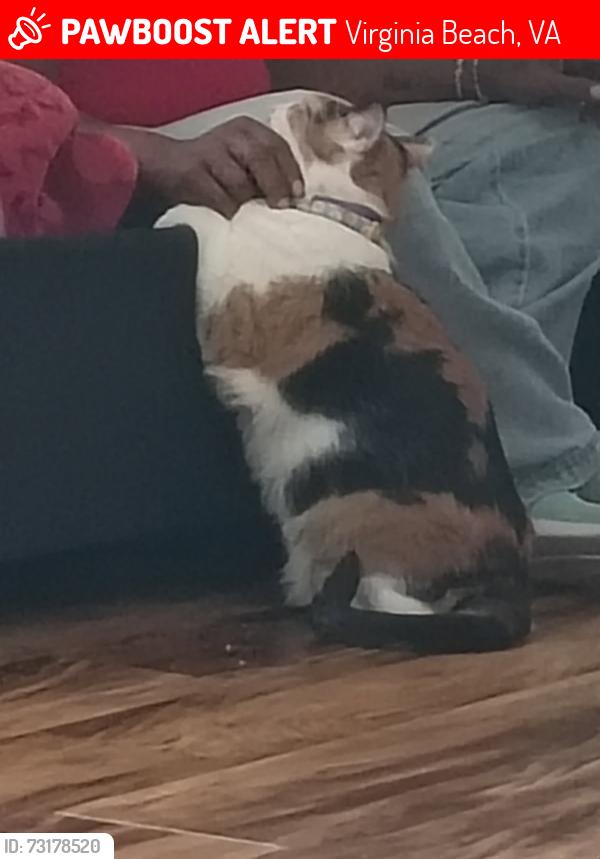 Lost Female Cat last seen Chapel lakes apmts, Virginia Beach, VA 23454