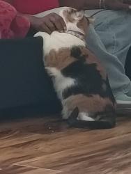 Lost Female Cat last seen Chapel lakes apmts, Virginia Beach, VA 23454