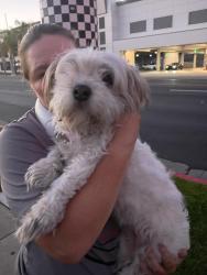 Lost Female Dog last seen Panera bread, West Covina, CA 91790