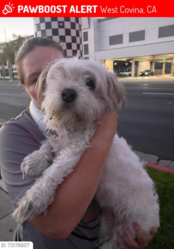 Lost Female Dog last seen Panera bread, West Covina, CA 91790