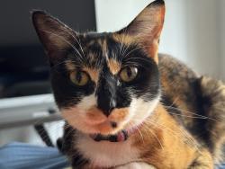 Reunited Female Cat last seen Near Walker Street., Lowell, MA 01851